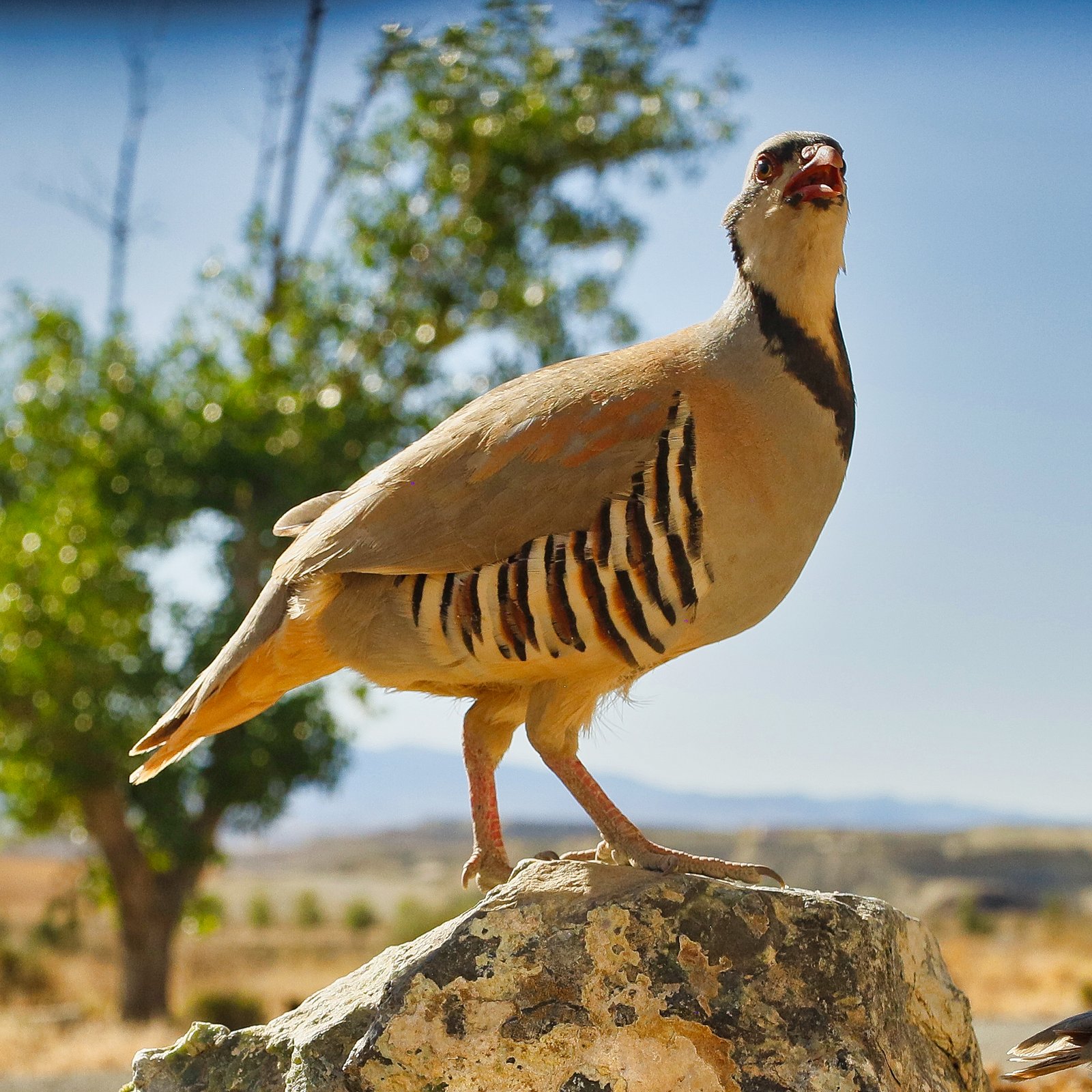 Tales of Fishing, Chukar Hunting, and Natural History: Idaho's Salmon River  Chronicles Reflection of a River Guide : Tales of Fishing, Chukar Hunting,  and Natural History - Gary Lane's Oar Lore (Series #