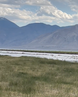 Walker River entering Walker Lake May 27, 2023 by Nancy Rutherford.