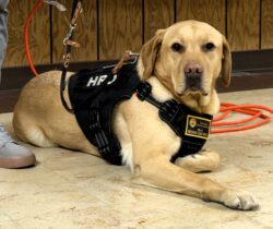 K9 Meko, HRD Human Remains Dog