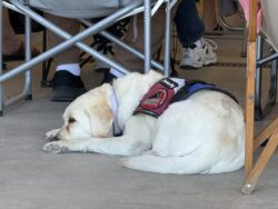 M-Cat Service Dog