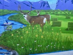 Mule deer...buck & doe.